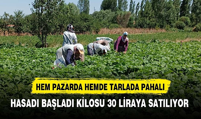 HASADI BAŞLADI, KİLOSU 30 LİRAYA SATILIYOR