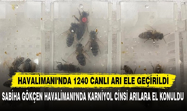 HAVALİMANI'NDA 1240 CANLI ARI ELE GEÇİRİLDİ