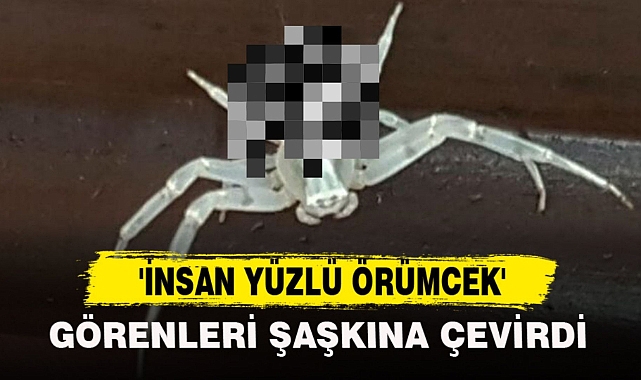 'İNSAN YÜZLÜ ÖRÜMCEK'