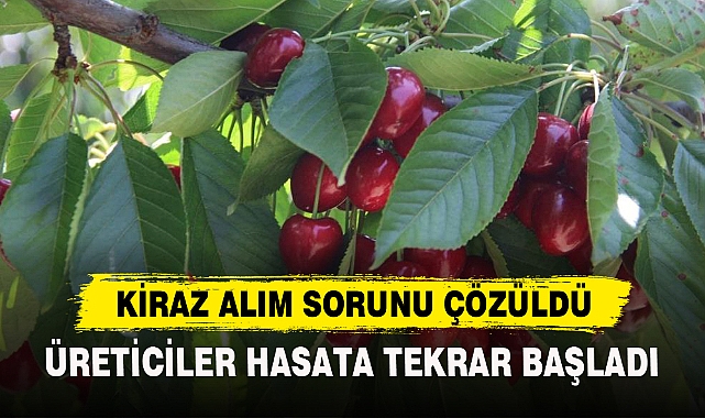 KİRAZ ALIM SORUNU ÇÖZÜLDÜ