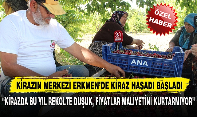KİRAZIN MERKEZİ ERKMEN'DE KİRAZ HASADI BAŞLADI