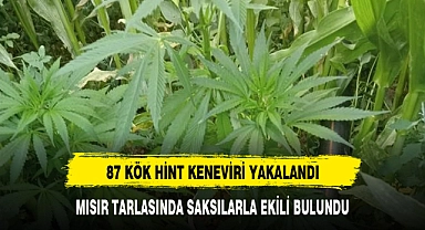 MISIR TARLASINA KENEVİR EKTİLER