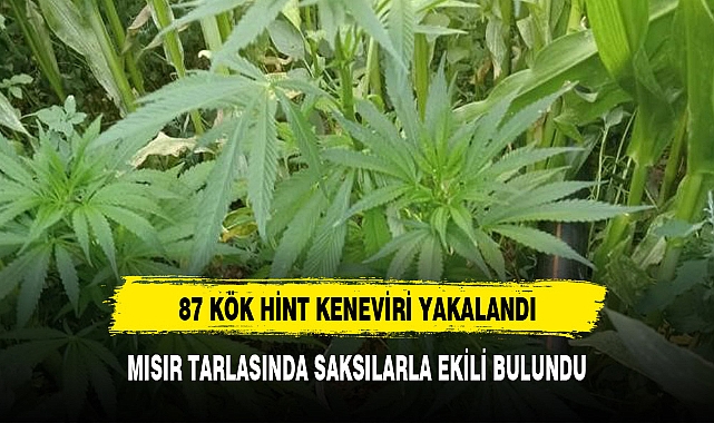 MISIR TARLASINA KENEVİR EKTİLER