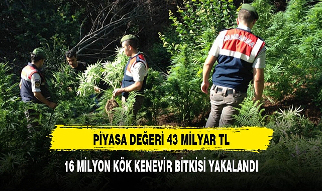 Narko-Terör Operasyonunda 16 Milyon Kök Kenevir Bitkisi YakalandI