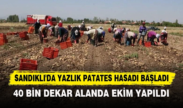 SANDIKLI'DA YAZLIK PATATES HASADI BAŞLADI