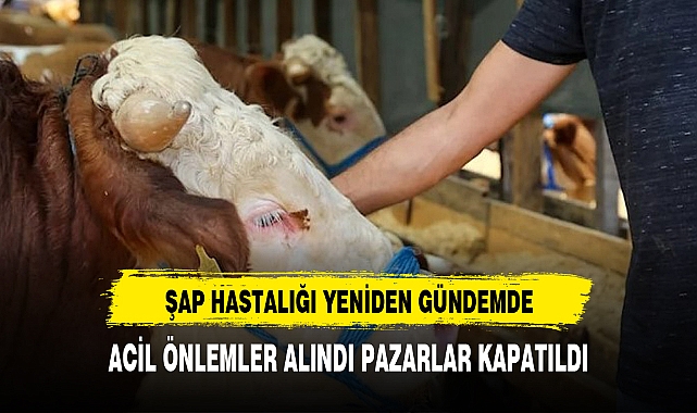 ŞAP HASTALIĞI YENİDEN GÜNDEMDE