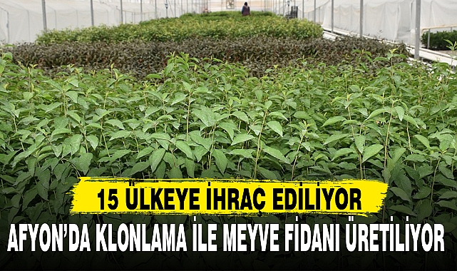 AFYON’DA KLONLAMA İLE MEYVE FİDANI ÜRETİLİYOR