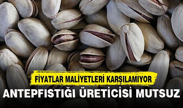 ANTEPFISTIĞI ÜRETİCİSİ MUTSUZ