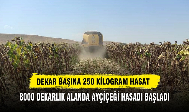 DEKAR BAŞINA 250 KİLOGRAM HASAT