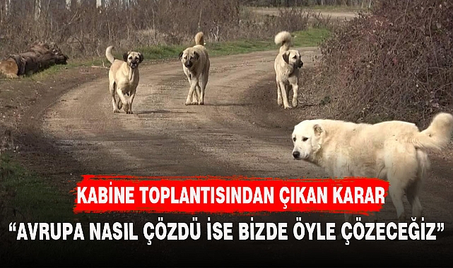 Erdoğan'dan başıboş sokak köpekleri konusunda net tavır