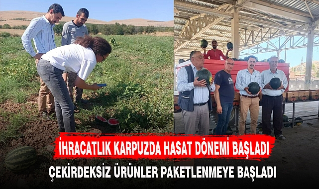 İHRACATLIK KARPUZDA HASAT DÖNEMİ BAŞLADI