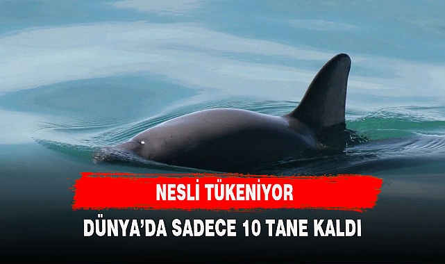 NESLİ TÜKENİYOR DÜNYA'DA SADECE 10 TANE KALDI