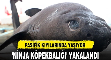 'NİNJA KÖPEKBALIĞI' YAKALANDI