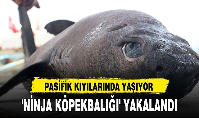 'NİNJA KÖPEKBALIĞI' YAKALANDI