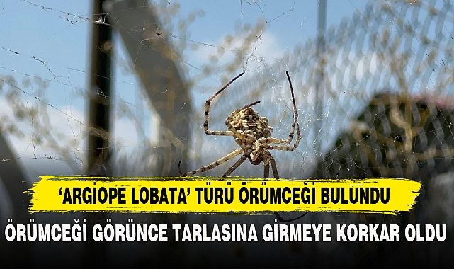 ÖRÜMCEĞİ GÖRÜNCE TARLASINA GİRMEYE KORKAR OLDU