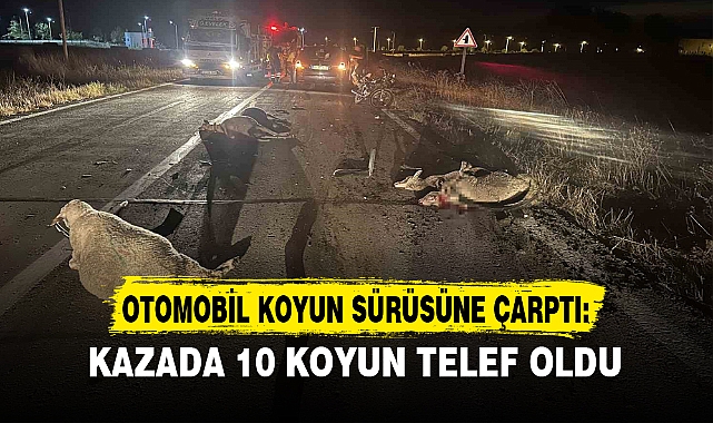 OTOMOBİL KOYUN SÜRÜSÜNE ÇARPTI: KAZADA 10 KOYUN TELEF OLDU