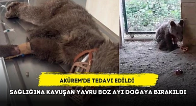 SAĞLIĞINA KAVUŞAN YAVRU BOZ AYI DOĞAYA BIRAKILDI