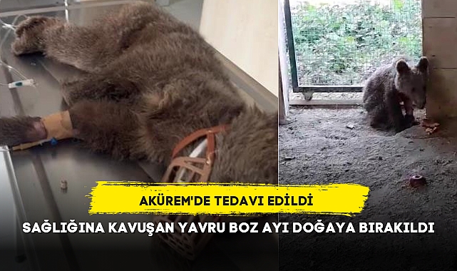 SAĞLIĞINA KAVUŞAN YAVRU BOZ AYI DOĞAYA BIRAKILDI