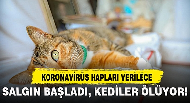 SALGIN BAŞLADI, KEDİLER ÖLÜYOR!