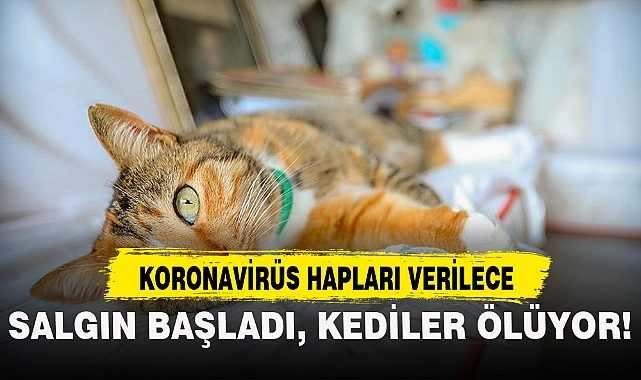 SALGIN BAŞLADI, KEDİLER ÖLÜYOR!