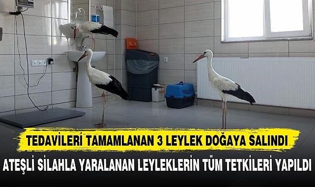 TEDAVİLERİ TAMAMLANAN 3 LEYLEK DOĞAYA SALINDI