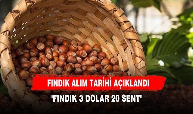 TMO FINDIK ALIM FİYATINI AÇIKLADI