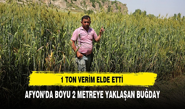 AFYON’DA BOYU 2 METREYE YAKLAŞAN BUĞDAY