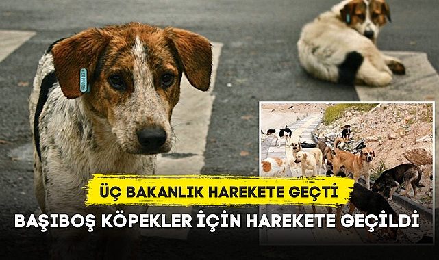 BAŞIBOŞ KÖPEKLER İÇİN HAREKETE GEÇİLDİ