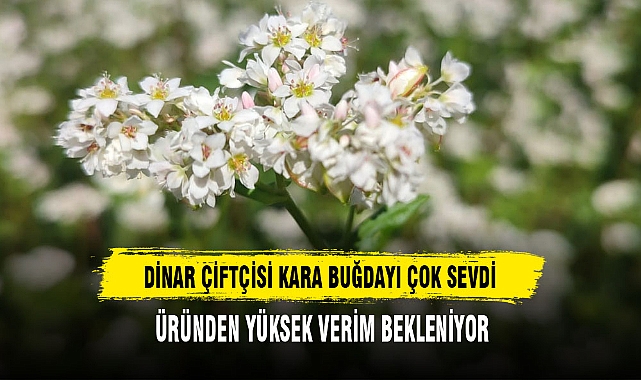 DİNAR ÇİFTÇİSİ KARA BUĞDAYI ÇOK SEVDİ