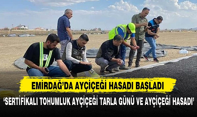 EMİRDAĞ’DA AYÇİÇEĞİ HASADI BAŞLADI