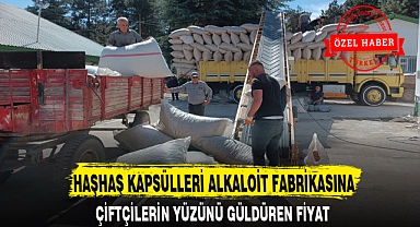 HAŞHAŞ KAPSÜLLERİ ALKALOİT FABRİKASINA