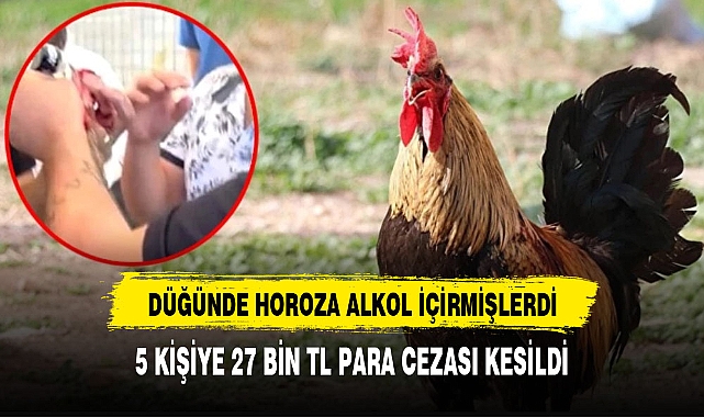 HOROZ'A ALKOL İÇİRMİŞLERDİ