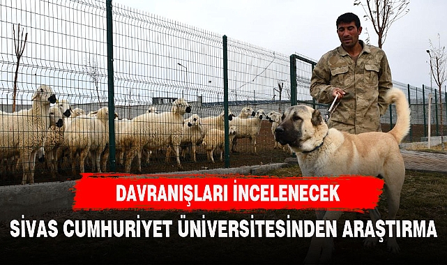 SİVAS KANGALLARINI İNCELEDİLER