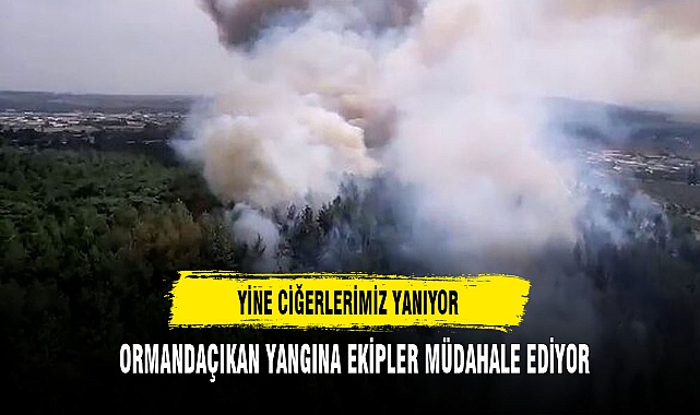 YİNE CİĞERLERİMİZ YANIYOR