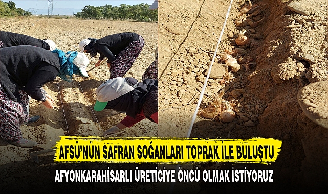 AFSÜ'NÜN SAFRAN SOĞANLARI TOPRAK İLE BULUŞTU