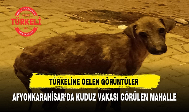 AFYONKARAHİSAR'DA UYUZ KÖPEKLER MAHALLENİN KABUSU OLDU