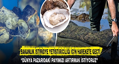 BAKANLIK İSTİRİDYE YETİŞTİRİCİLİĞİ İÇİN HAREKETE GEÇTİ
