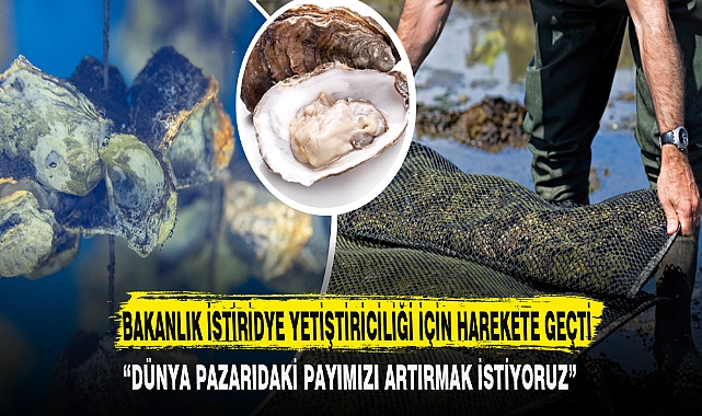BAKANLIK İSTİRİDYE YETİŞTİRİCİLİĞİ İÇİN HAREKETE GEÇTİ