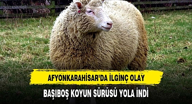 BAŞIBOŞ KOYUN SÜRÜSÜ YOLA İNDİ