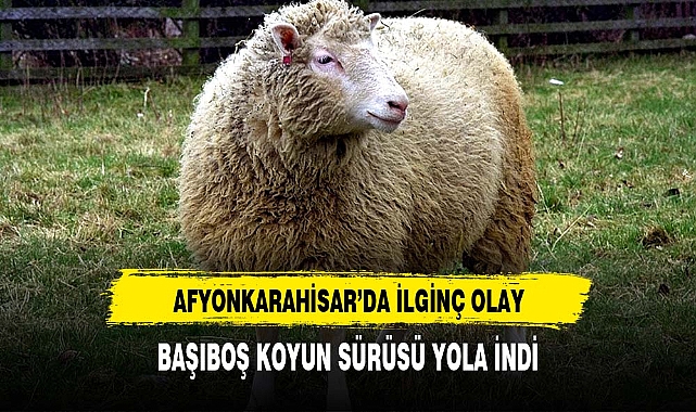 BAŞIBOŞ KOYUN SÜRÜSÜ YOLA İNDİ