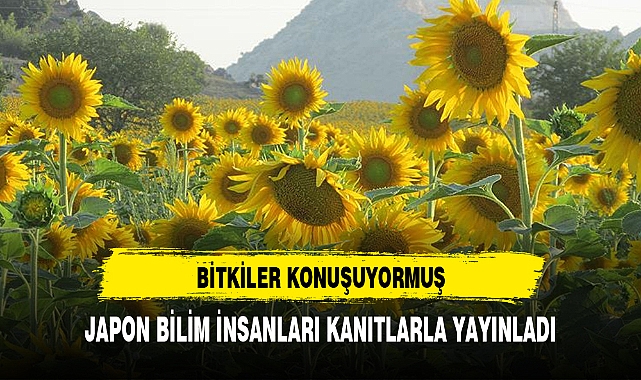 BİTKİLERİN KONUŞTUĞU KANITLANDI