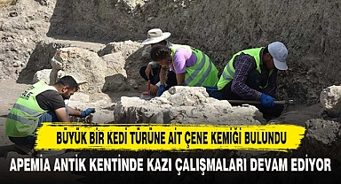 BÜYÜK BİR KEDİ TÜRÜNE AİT ÇENE KEMİĞİ BULUNDU