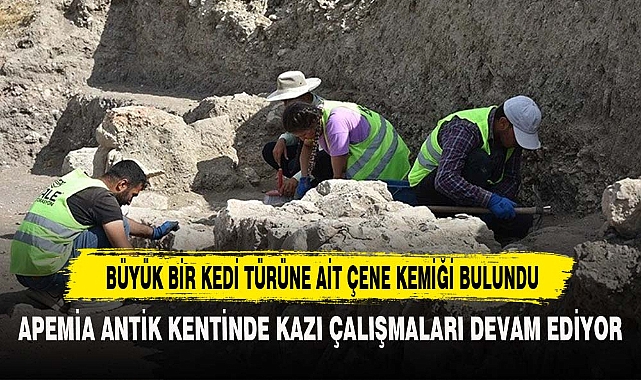 BÜYÜK BİR KEDİ TÜRÜNE AİT ÇENE KEMİĞİ BULUNDU