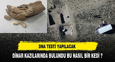 DİNAR'DA BULUNDU BU NE BİÇİM BİR KEDİ ?