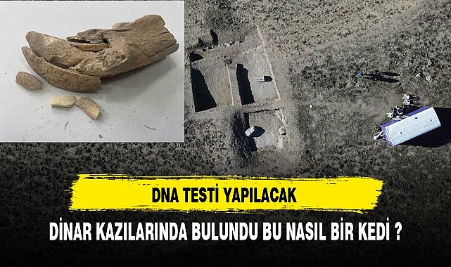 DİNAR'DA BULUNDU BU NE BİÇİM BİR KEDİ ?