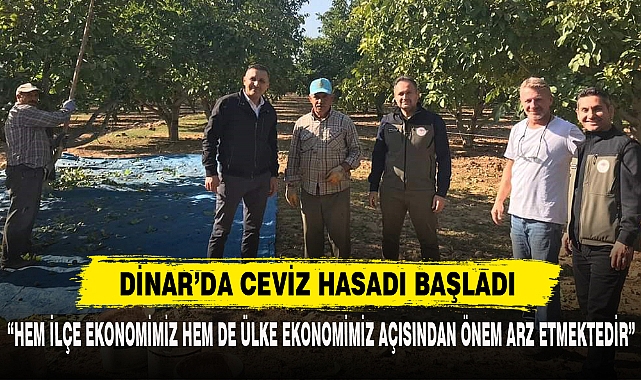 DİNAR’DA CEVİZ HASADI BAŞLADI