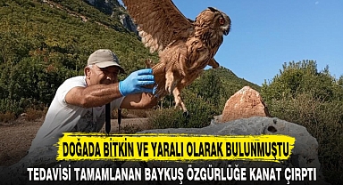 DOĞADA BİTKİN VE YARALI OLARAK BULUNMUŞTU