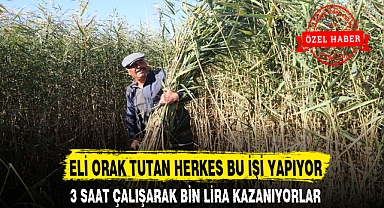 ELİ ORAK TUTAN HERKES BU İŞİ YAPIYOR