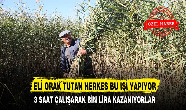 ELİ ORAK TUTAN HERKES BU İŞİ YAPIYOR