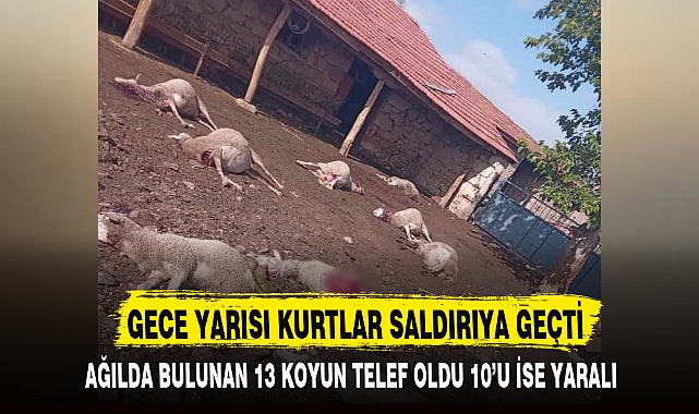 GECE YARISI KURTLAR SALDIRIYA GEÇTİ